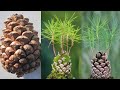 Pine Tree Grow From Seed At Home |  Pine Tree Seeds Growing in Pine Cones