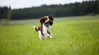 The Benefits of Clicker Training for English Springer Spaniels