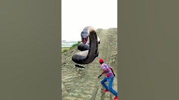 Anaconda snake in real life P74#shorts #short #snake #nagin #python #anaconda  #snakes #bigsnake