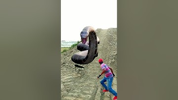 Anaconda snake in real life P74#shorts #short #snake #nagin #python #anaconda  #snakes #bigsnake