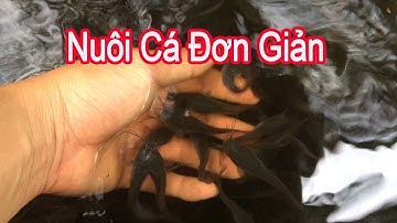 Kinh Nghiệm Nuôi Cá Lóc Cá Trê Giống Đơn Giản Hiệu Quả | Trại Cá Phú Yên