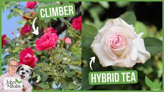 Beginners Guide to Rose Varieties | Different Types Of Roses