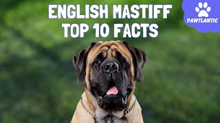 English Mastiff: 10 Fascinating Facts About These Gentle Giants