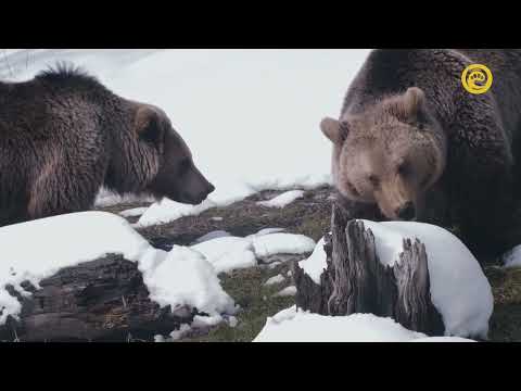 Видео: Словения – земля медведей