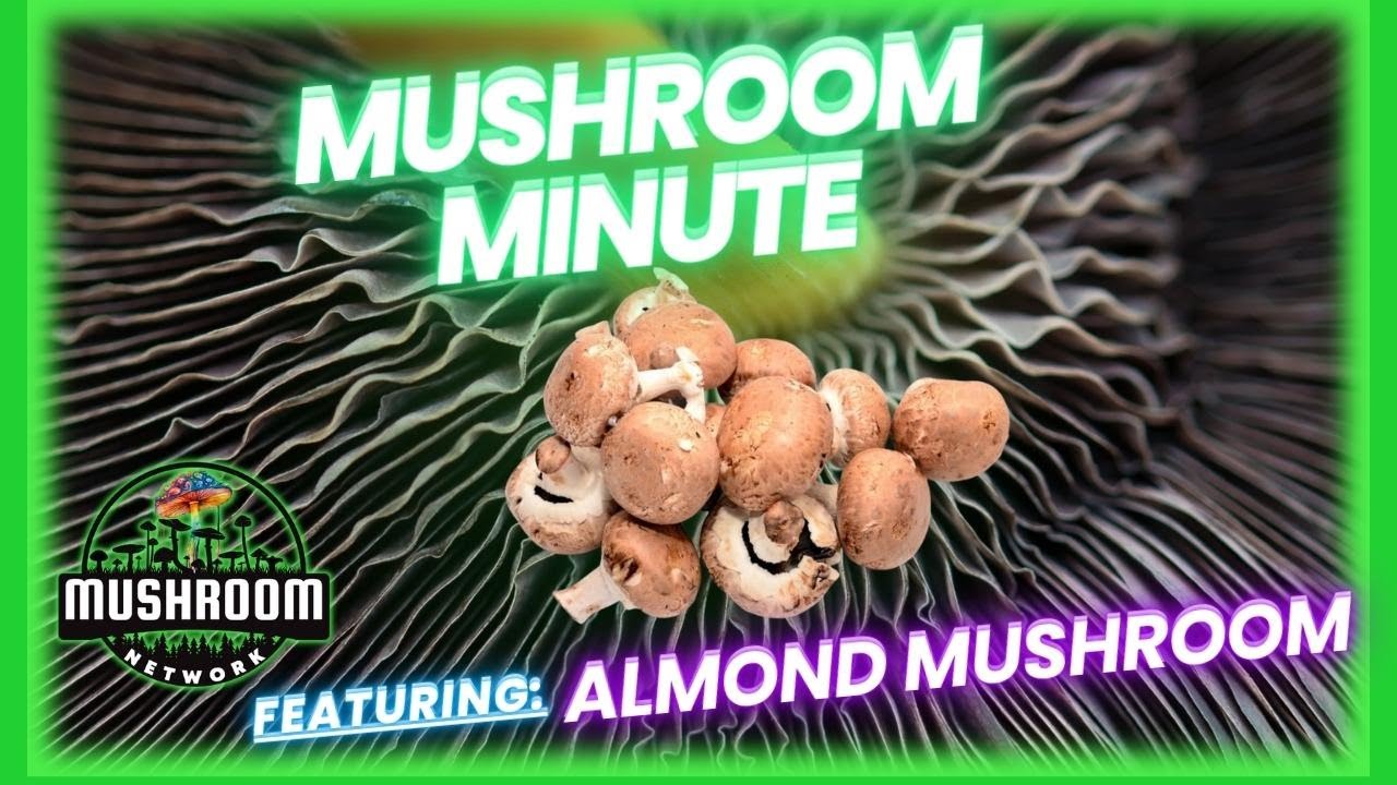 Mushroom Minute Almond Mushroom - The ๐ Mushroom Network # ...