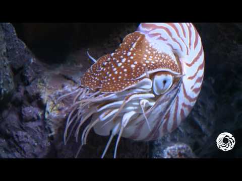 The Chambered Nautilus: A Living Link With the Past