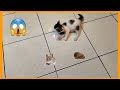 KITTEN, NANGHUHULI NG IPIS AT DAGA 😱 | PRINCESS SHIH TZU FUR LIFE