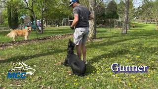 MCC Dog Obedience Bootcamp Update Video (5-4-2026)
