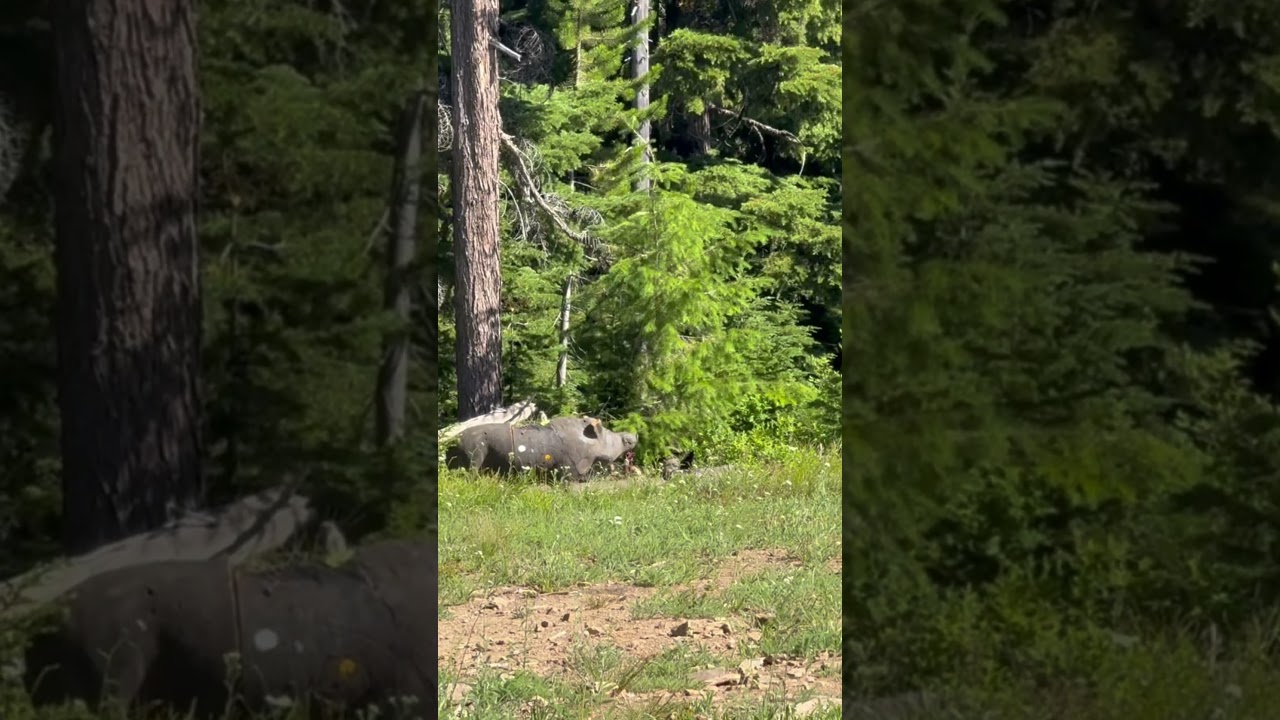 Smoked em #pnw #3d #idaho #archery #mathews #content #subscribe #shorts #july #summer