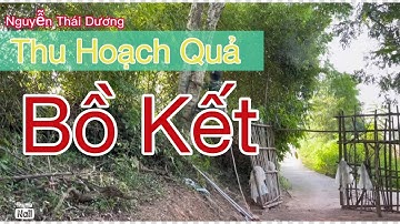 Quy trình thu hoạch quả Bồ kết|