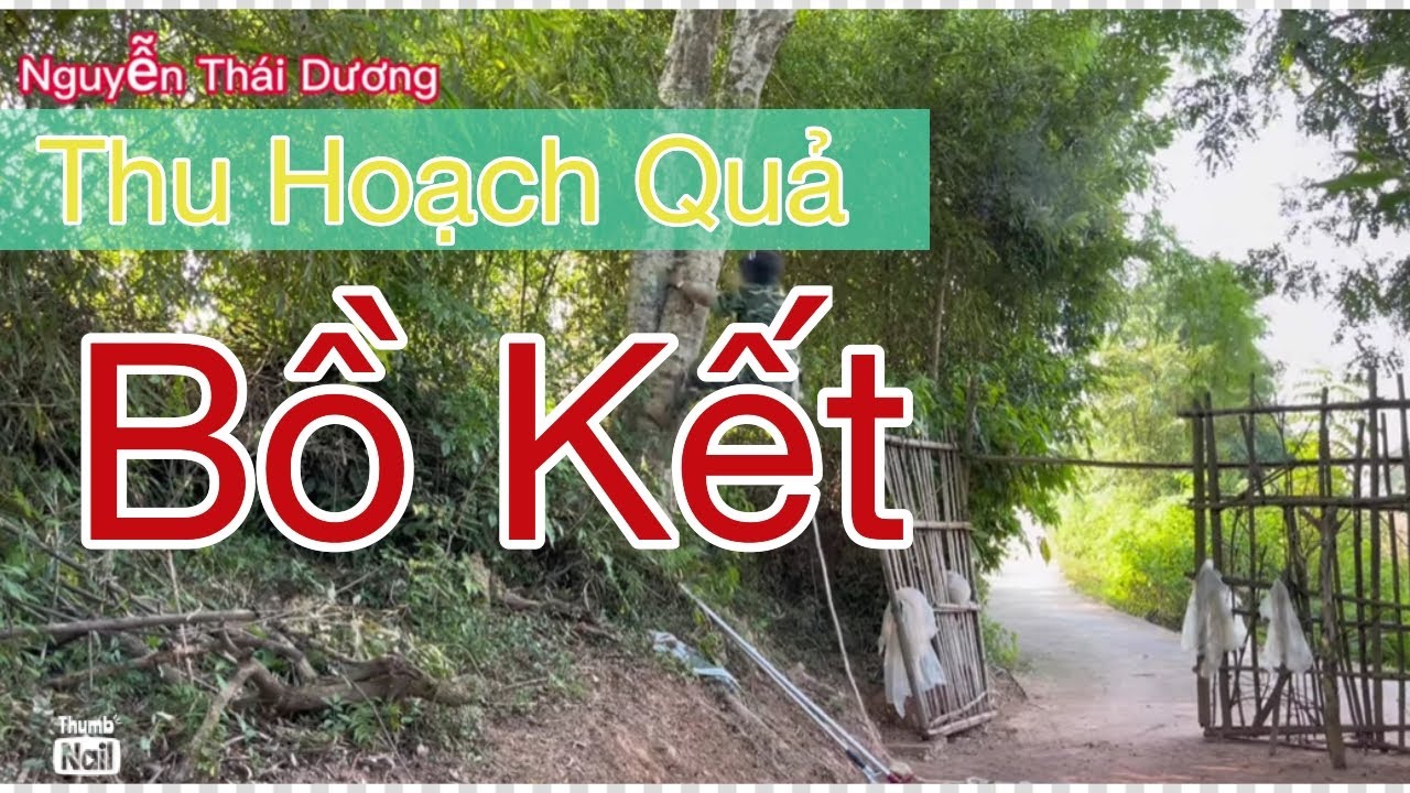 Quy trình thu hoạch quả Bồ kết|