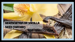 GERMINATION OF VANILLA SEED (ORCHID)