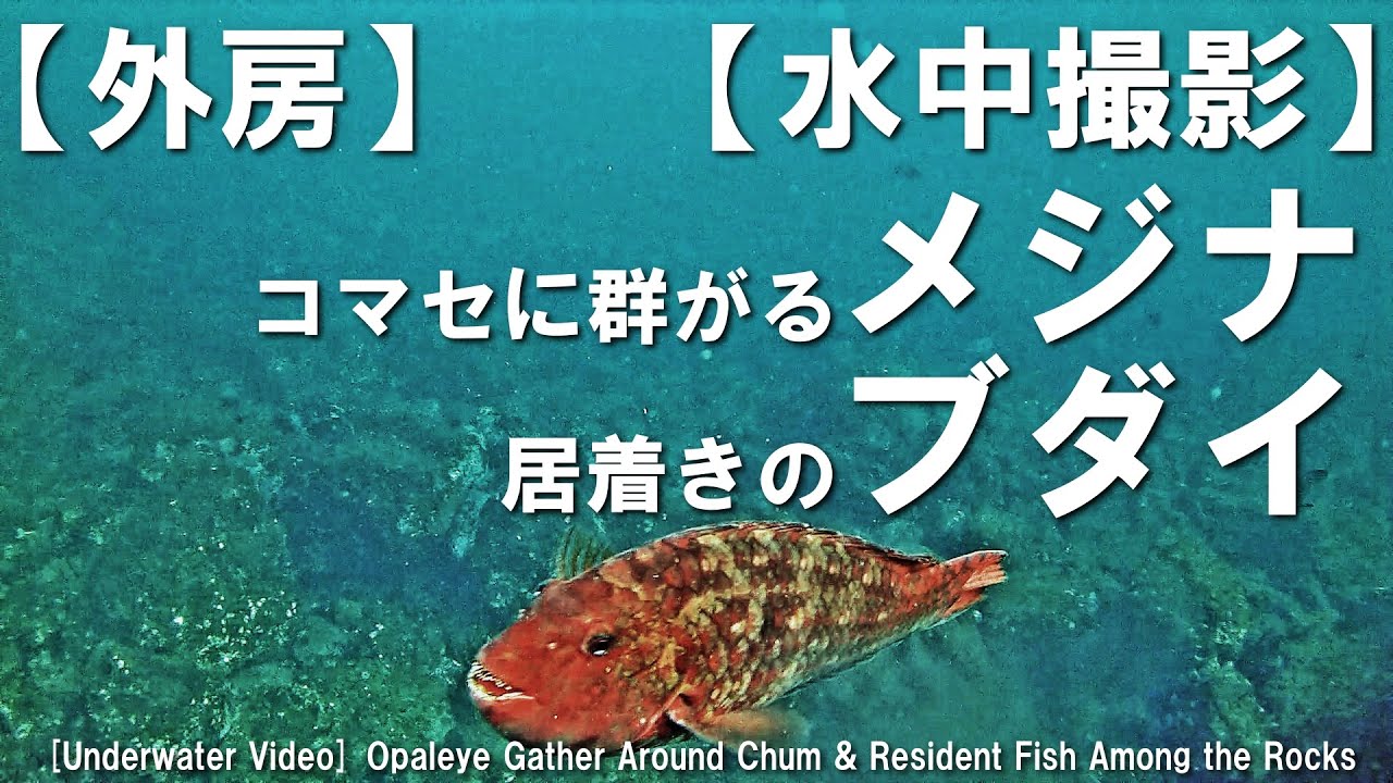 【外房】【水中撮影】 コマセに群がるメジナと居着きのブダイ