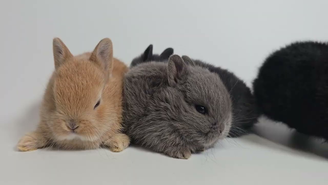 ネザーランドドワーフ【静岡県・不明・2025年8月12日・オレンジ】兄弟