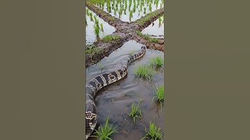 A large snake crossed the rice field area