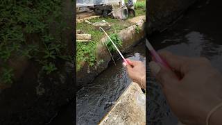 Ikan Cantik Yang Meresahkan