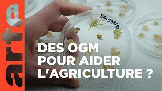 Agriculture : a-t-on besoin des nouveaux OGM ? | ARTE Décryptages