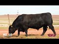 Lot 10 | SCJ 23 0003 Sensasie