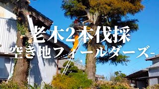 老木2本伐採】Cutting large and old trees 古民家暮らしと農家民宿