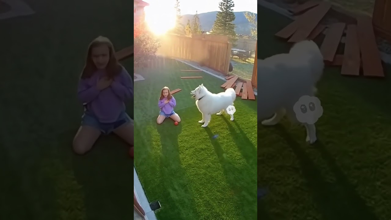 Bear Breaks In — Samoyed’s Bark Freezes the Wild Clash 🐻❄️ | 