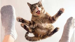 Funniest Animal Videos 2026 😂 These Funny Cats & Dogs Somehow Keep Every Epic Moment Full of Laughs!
