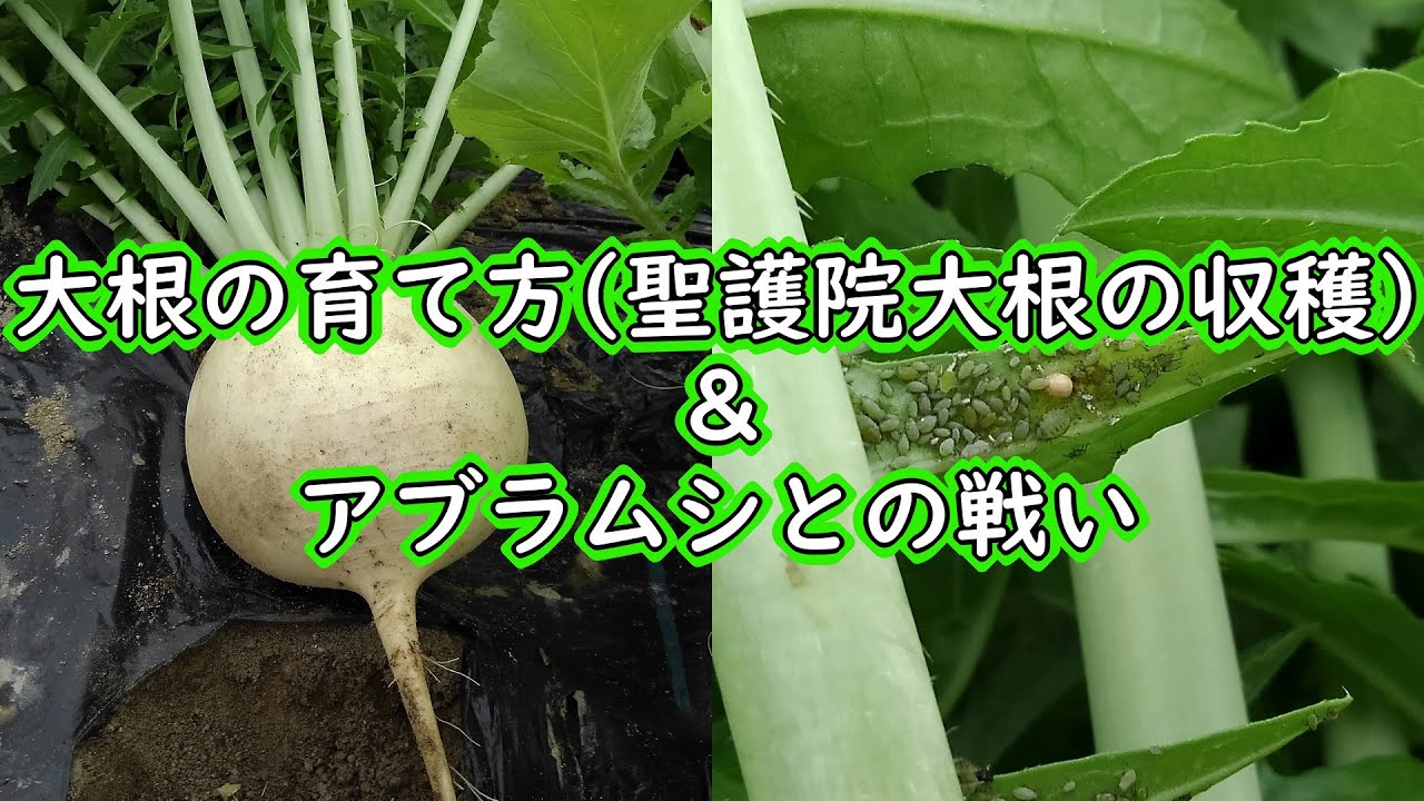 大根の育て方 聖護院大根の収穫 アブラムシとの戦い Youtube 大根の育て方 聖護院大根の収穫 アブラムシとの戦い Youtube