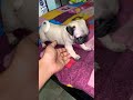 #funnypugpuappy  #puppypug #funnydog #cutedog #pug