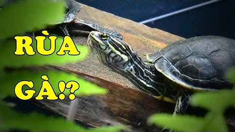 Tìm hiểu về Rùa Gà | Loài rùa có tuổi thọ ngắn nhất | Hoàng Long Family