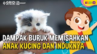 Top 5 Dampak Buruk Terlalu Cepat Memisahkan Anak Kucing dari Induknya - Fakta Menarik