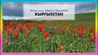 187. Весна 2024. Маки и тюльпаны Кыргызстана. Киргизия.