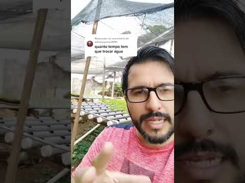 Vídeo: Jardinagem: usando hidroponia e lã mineral para plantas