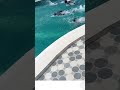 courses de Natation #swimming #africa #sports