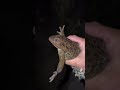 Making friends in the everglades youtubeshortswildlifealligatorevergladesshorts viral