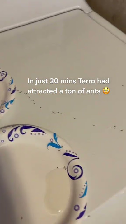 TERRO Ant Killer Bait Stations link