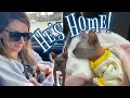 MEET OUR BABY SPHYNX | INTRODUCING KITTEN TO KIDS #kitten #roadtrip #newbaby #momvlog #sphynx #vlog