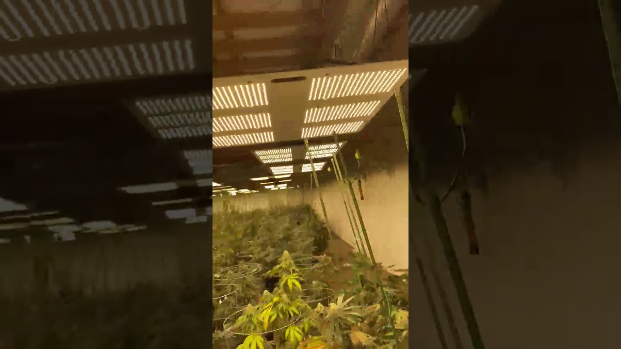 ARCEYE 600w LED (SAMSUNG LM301H + MEAN WELL DRIVER)