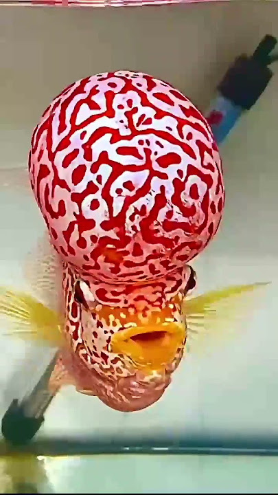 Big Head King Kamfa Flowerhorn Cichlids
