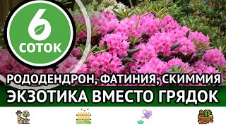 Рододендрон, фатиния, скиммия. Экзотика вместо грядок. 6 соток 15.05.2023