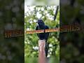 Crow The Intelligent Rascals Animalenigmas mp3