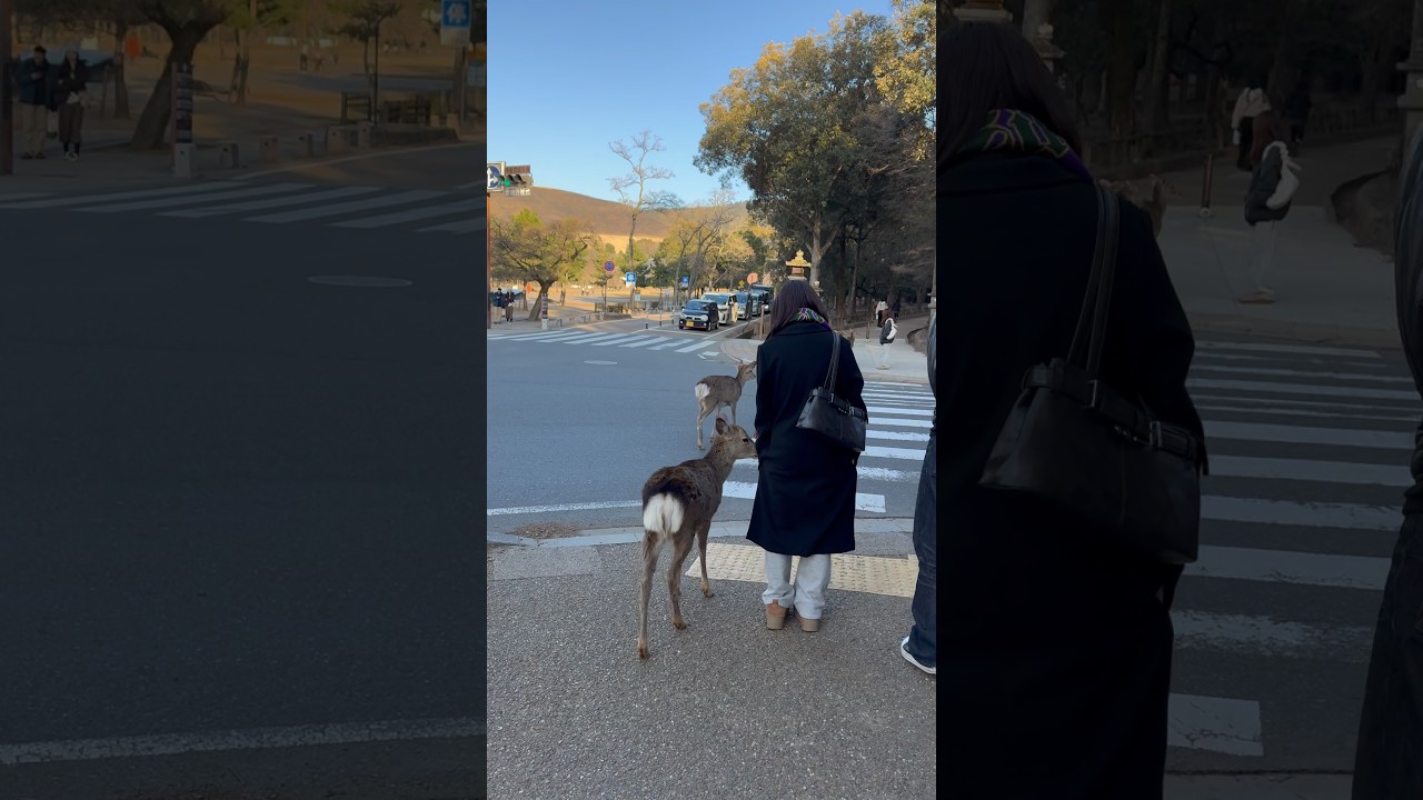 Cameras Out! Tourists Capture Amazing Deer Crossing | Nara Park Deer in Japan