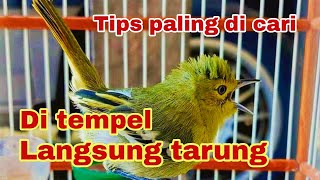 Cara menaikan mental burung sirtu biar tarung saat di tempel