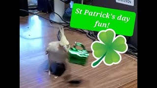 Cute Cockatiel Tricks and fun on St Patrick's day!