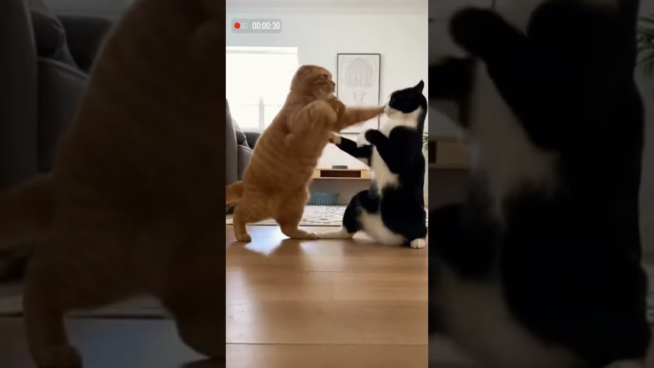 Shocking Speed! Kung Fu Cats Engaging in Epic Hand Combat