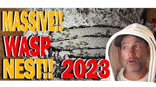 MASSIVE Yellow Jacket Wasp Nest Inside House Ceiling! Wasp Nest Removal by Hornet King 116,241 views 8 months ago 16 minutes