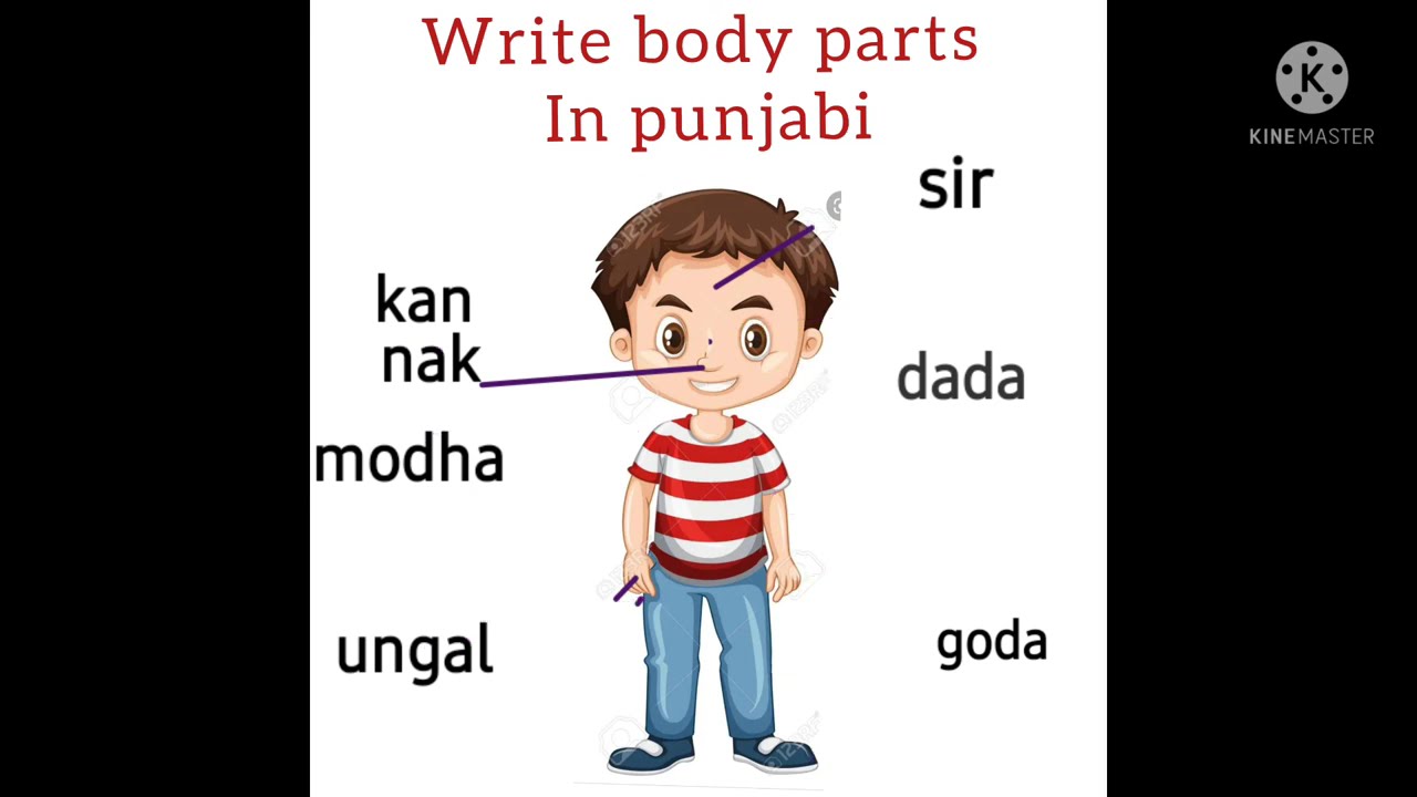 Manzo cavolo cinese Sudan body parts in punjabi medaglia rigorosamente