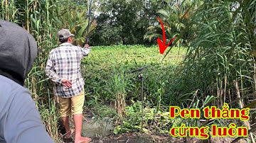 Câu Cá Tra Sông Cá Bự Pen Cứng Cần Nhìn Đẹp Thiệt | Fishing Miền Tây