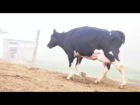 LOTE 04 707