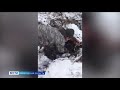 Косолапые найдёныши: двух медвежат спасли охотники в Верховажском районе
