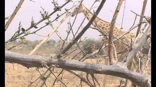 AMBIANCE(S) Clip 3 - " Ballade au Niger "