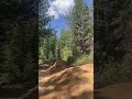 This jump is so fun! Propain Tyee playing #mtb #propaintyee